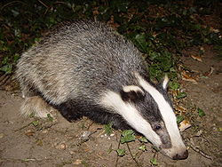 250px-Badger-badger