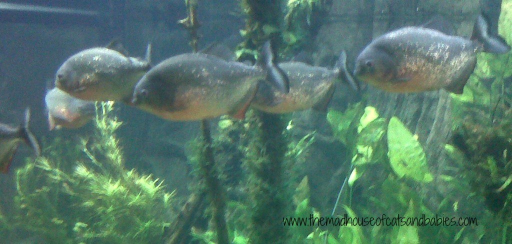 Hungry Fishies
