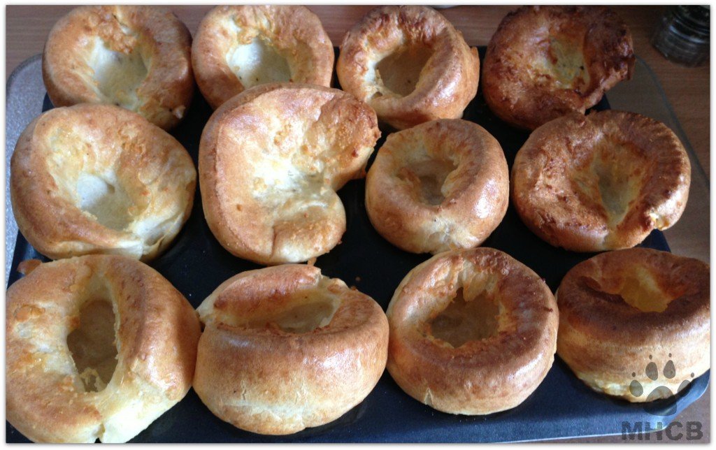 Yorkies1