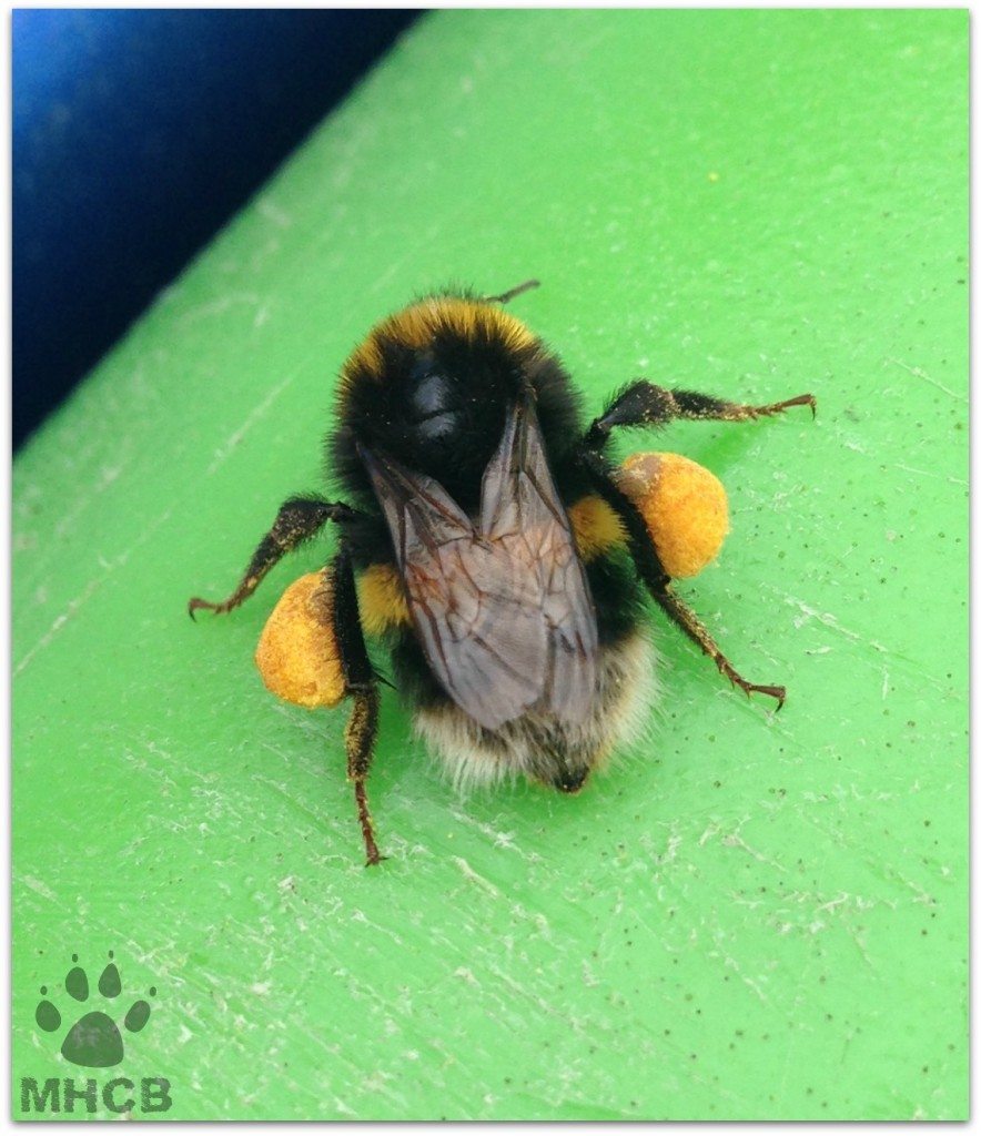 BeesilentSunday