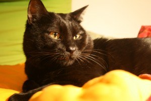 -_ITALY_-_Gatto_Nero_(_di_nome_Leonardo_)_Black_Cat_in_Bed_(_Milan_)_2