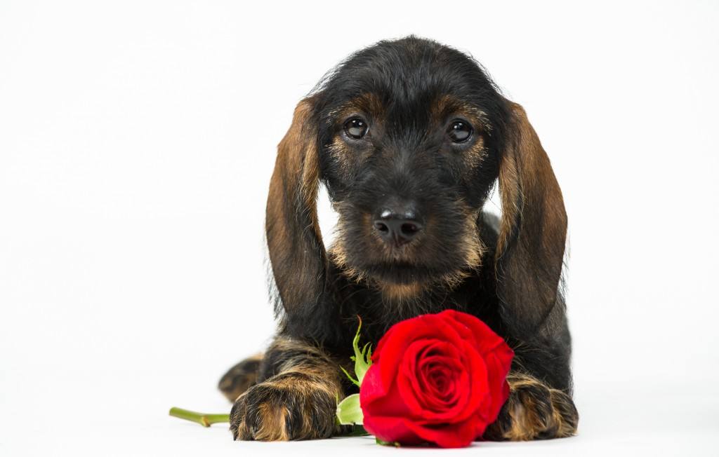 September 19th 2015 London Animal lovers attend puppy speed dating at the Kennel Club HQ as a tester for this year's Eukanuba Discover Dogs show , taking place at the ExCel Exhibition Centre on the 17th and 18th of October.