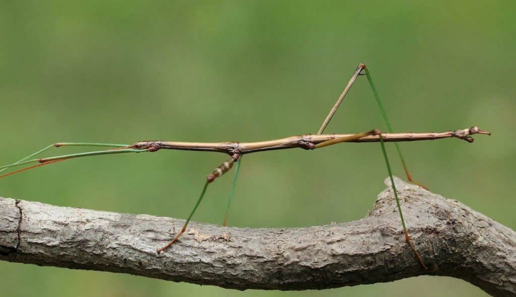 Stickinsects