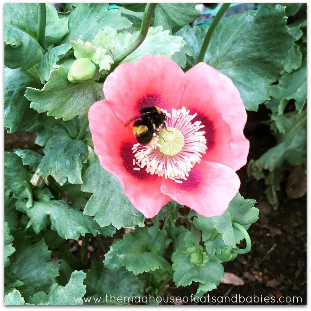 My sunday photo bee on poppy June 26th 2016