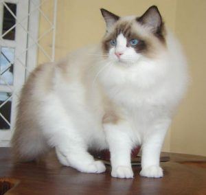 cat breeds