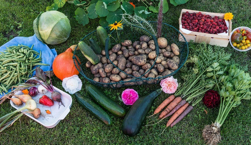 growing your own veg