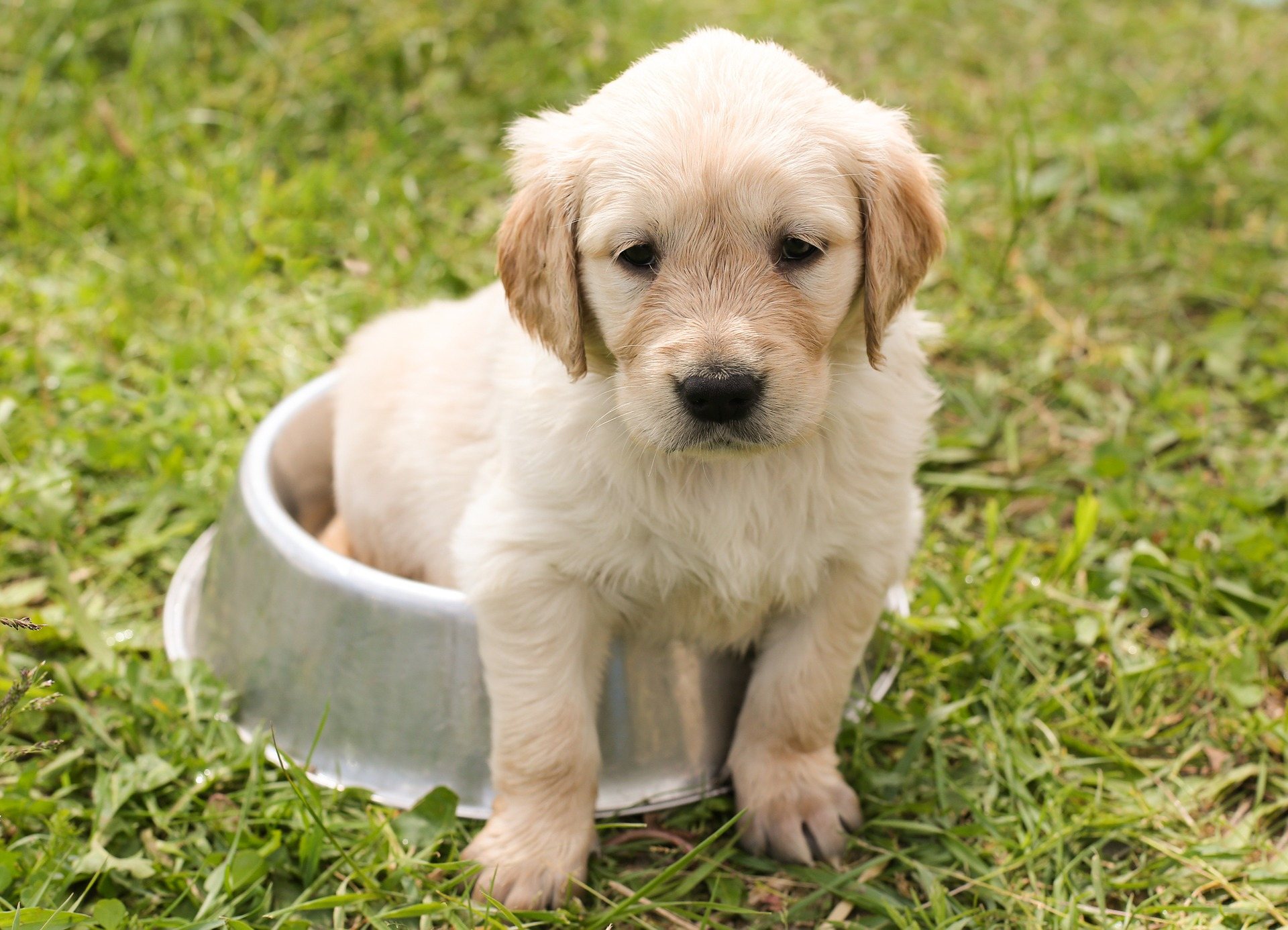Bringing Home Your First Dog What You Need to Do to Prepare Your Home