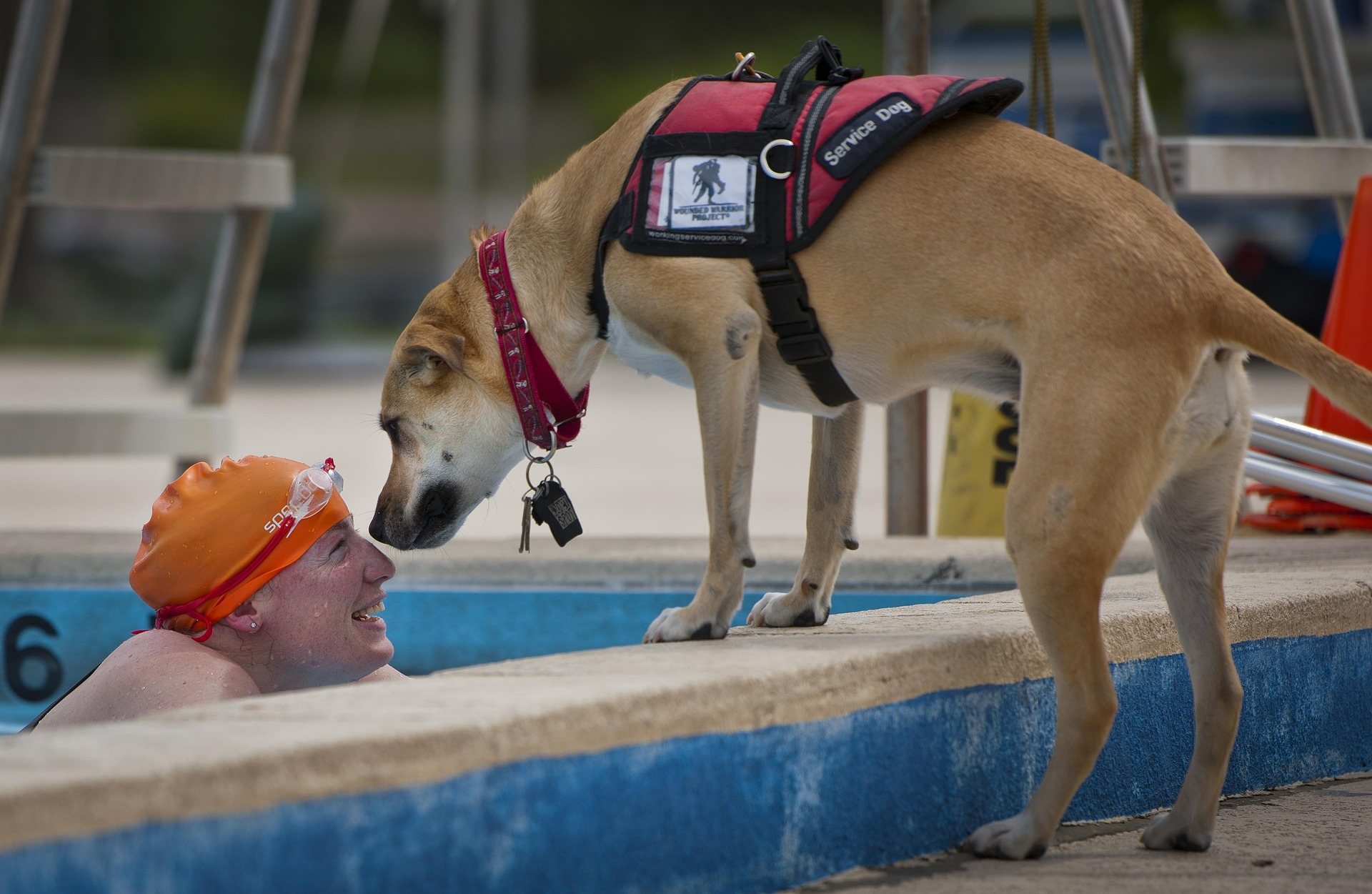 Service dog