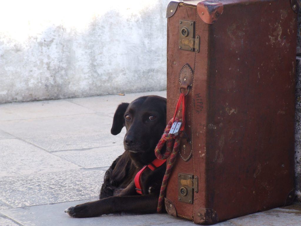 taking a dog on holiday