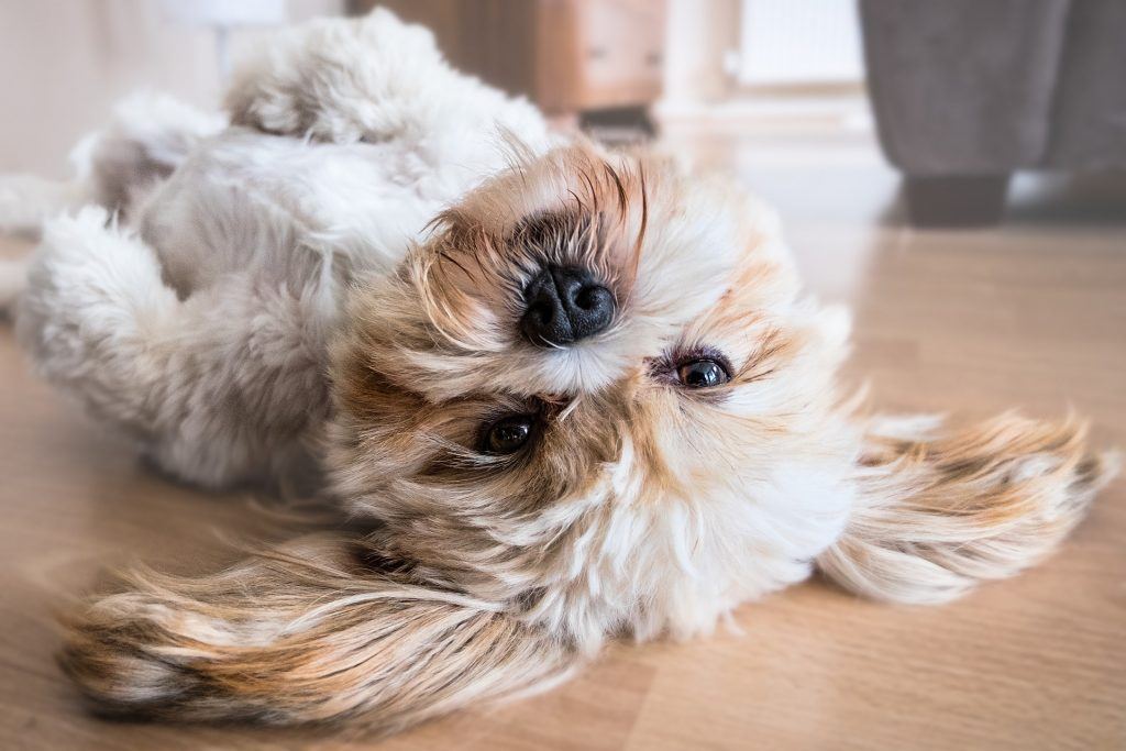 Dogs Sleep in Weird Positions?