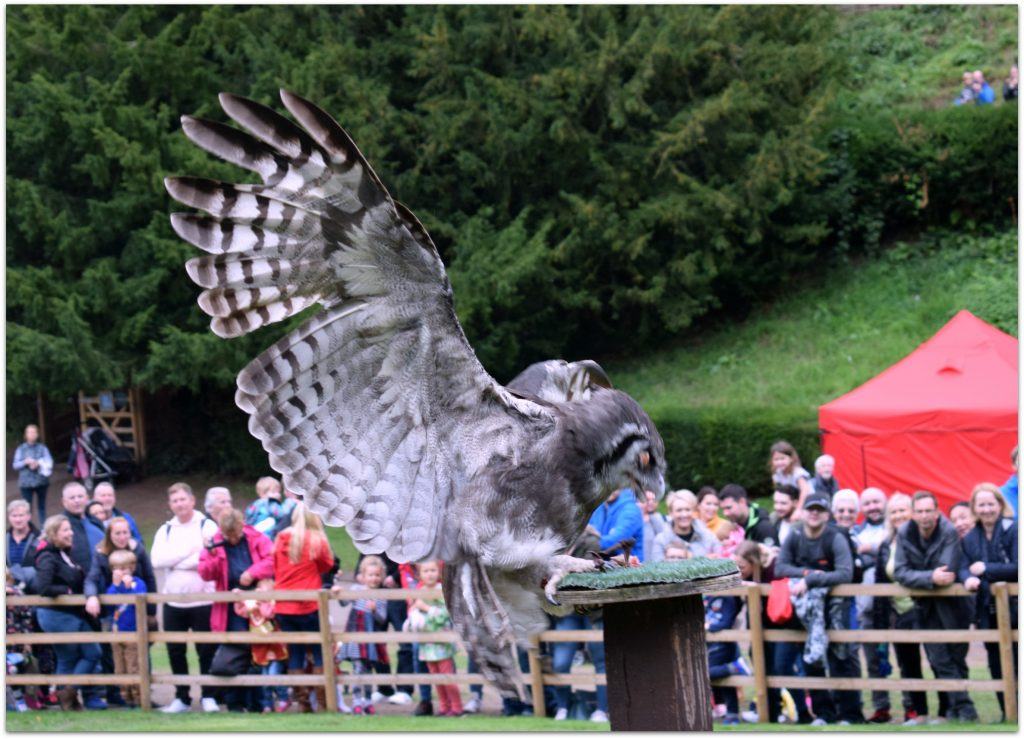 Large owl landing on a perch, wings outstretched, face slightly blurry, crowd in background