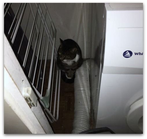 cat hiding in a cupboard next to a tumble dryer