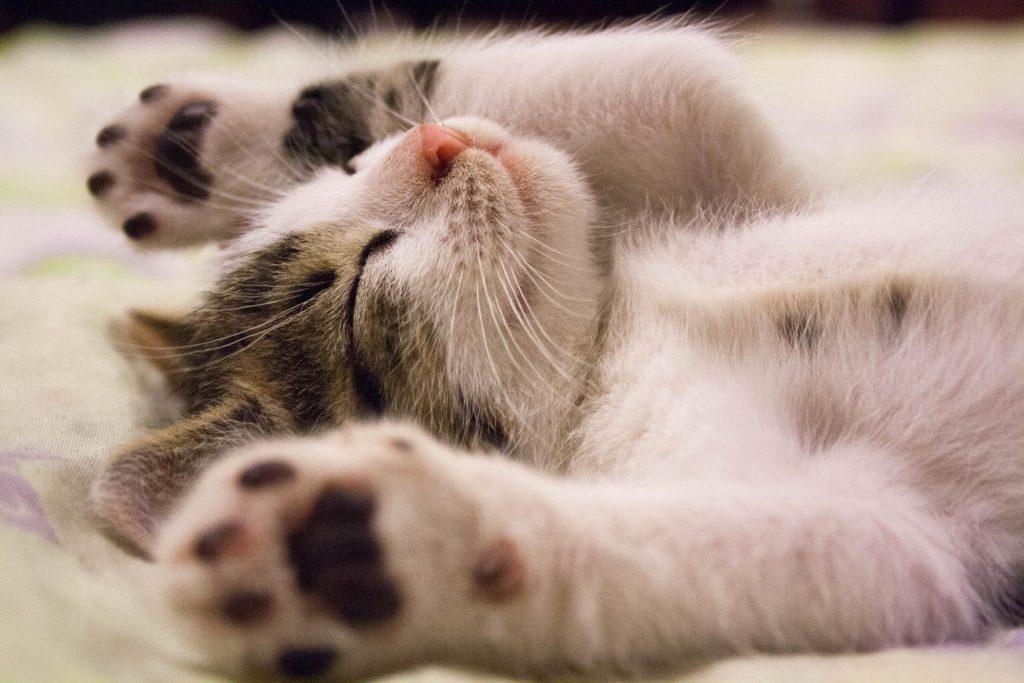sleeping, peaceful looking cat with paws up in the air 