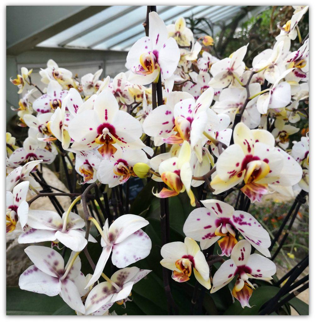 orchids