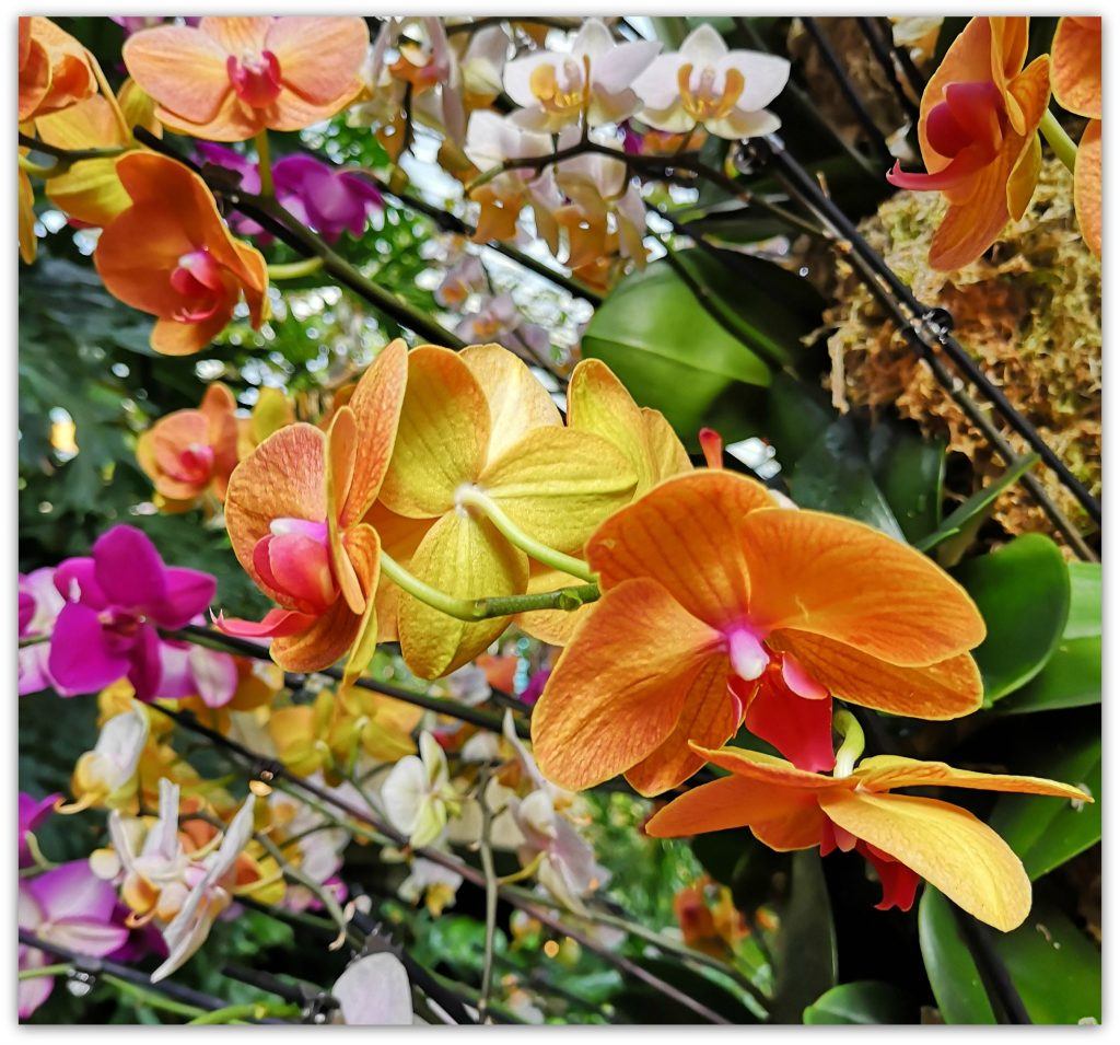 orchids