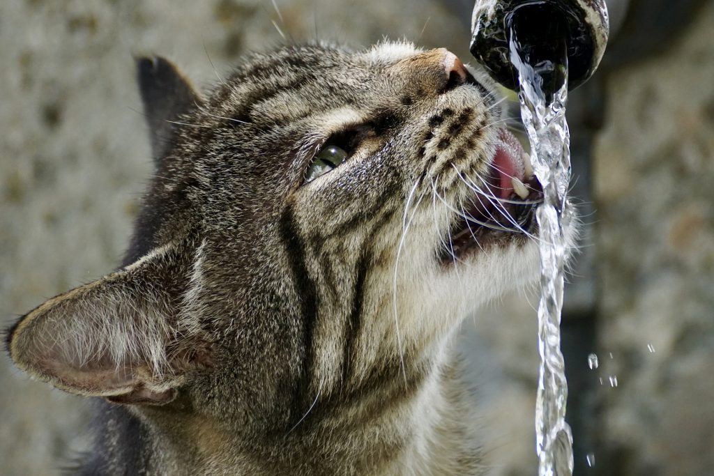 cat drinking water