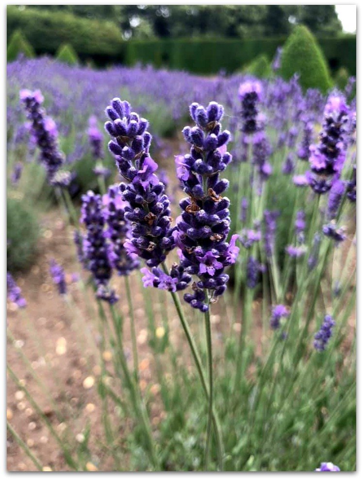 lavender