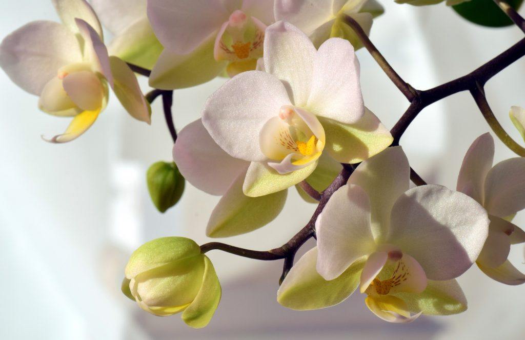 Orchids