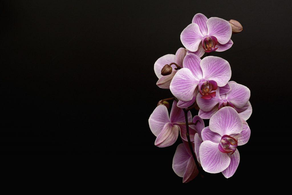 Orchid