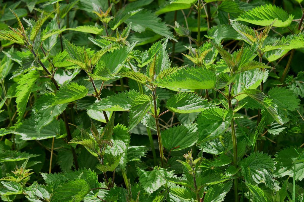 Nettle Soup