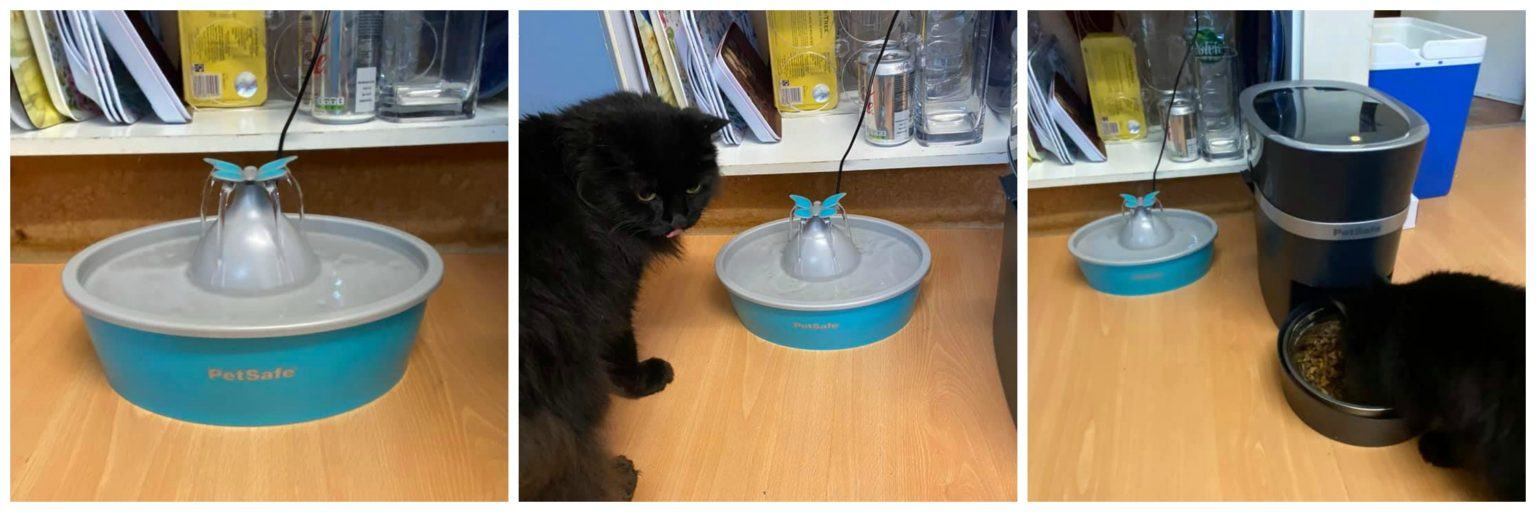 PetSafe water fountains access to fresh drinking water CatsKidsChaos