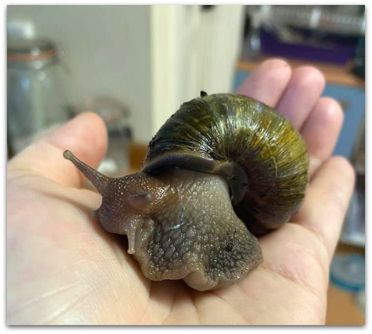 giant land snails