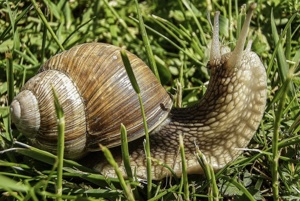 slugs and snails are a pest