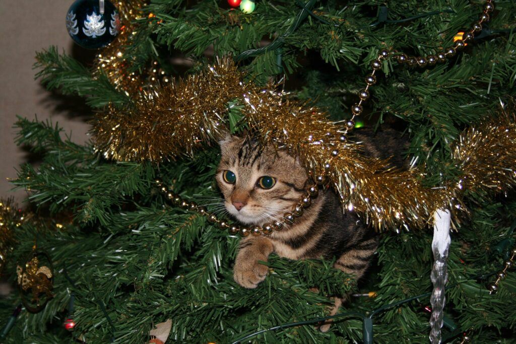 pets and Christmas decorations