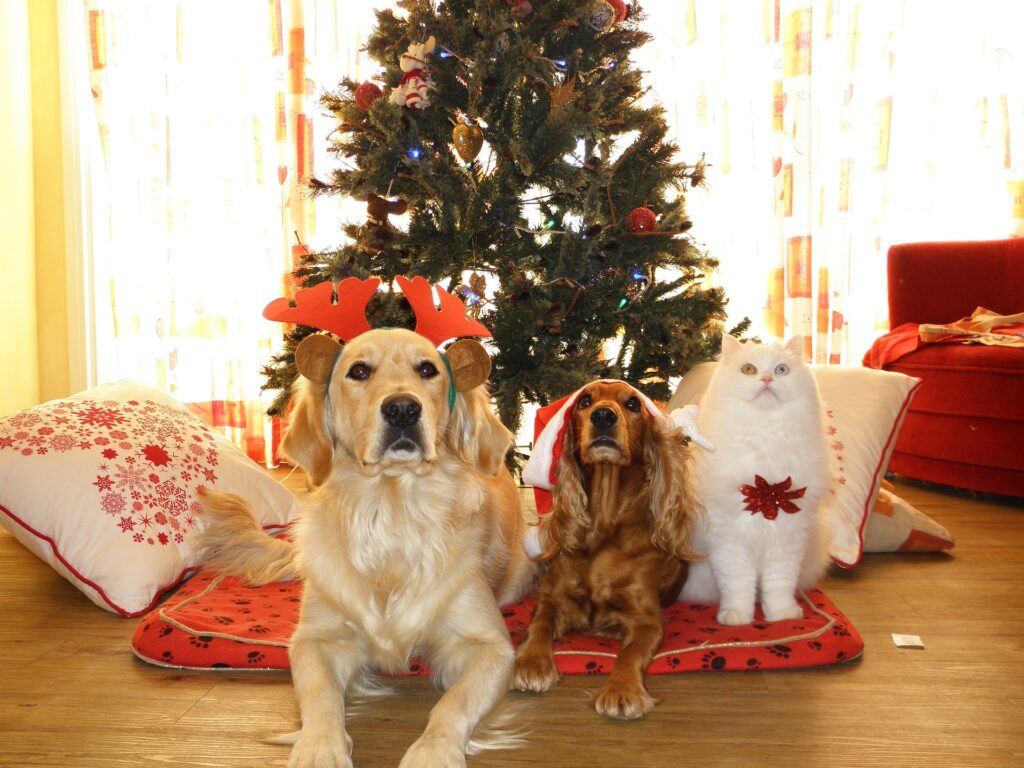 pets and Christmas decorations