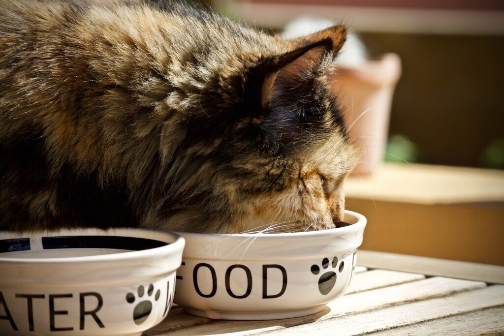 give raw food to your cat