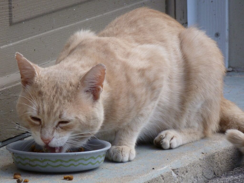 give raw food to your cat