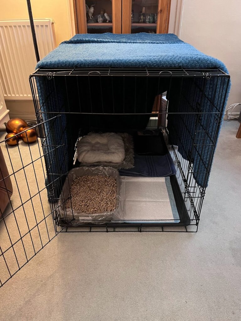 Crate rest” for dogs: advice for vets – The Rehab Vet