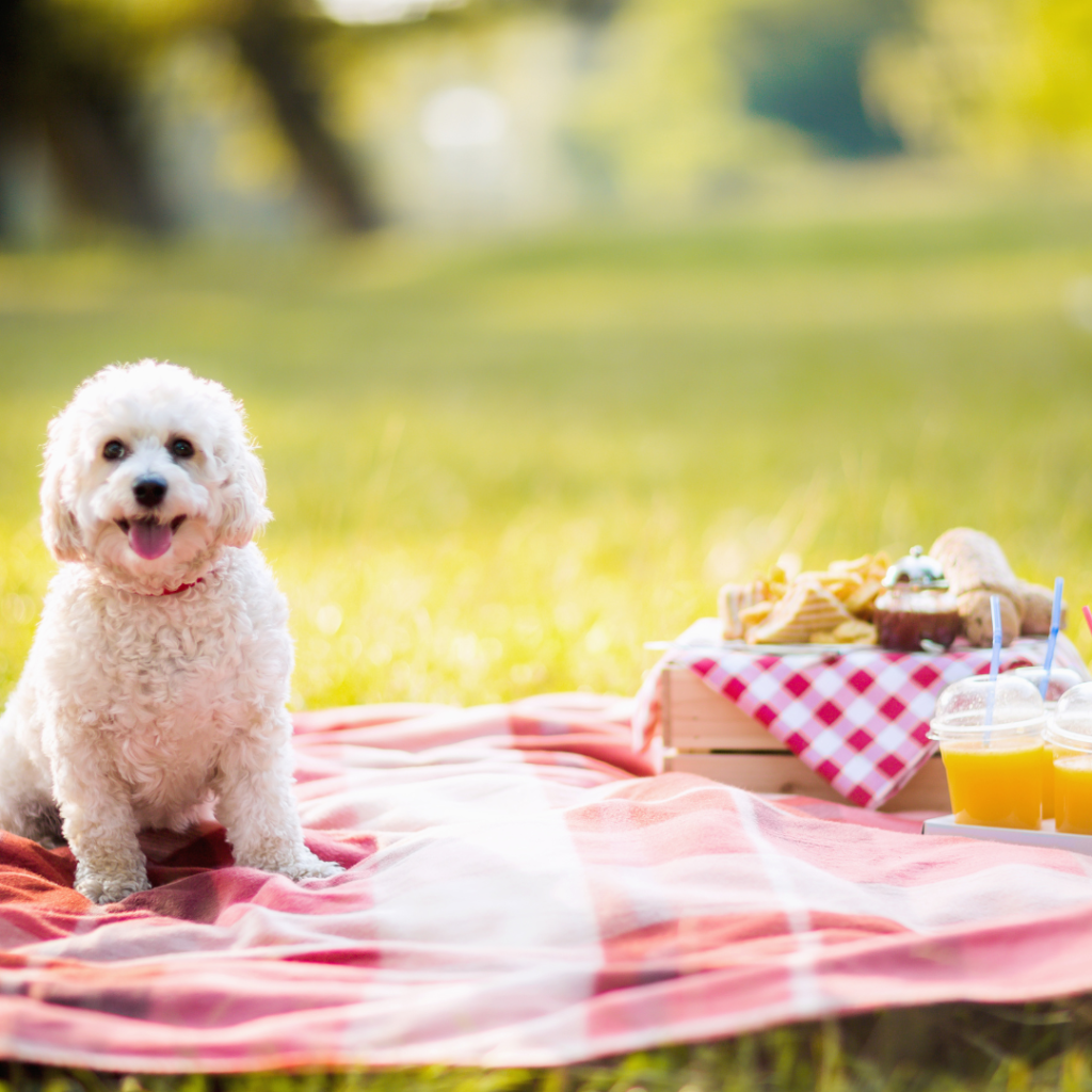 picnic