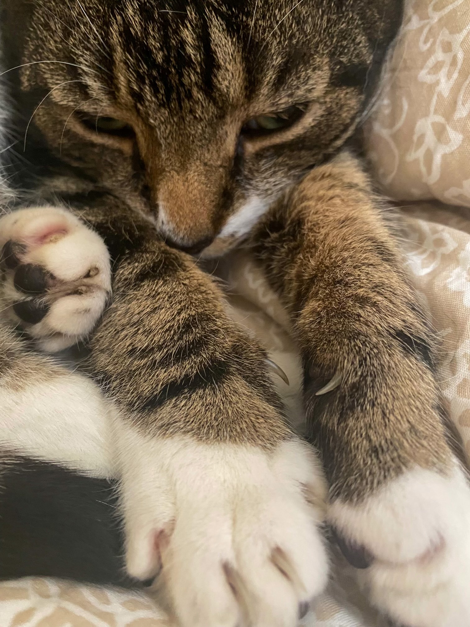 Carpal Hyperextension in cats CatsKidsChaos