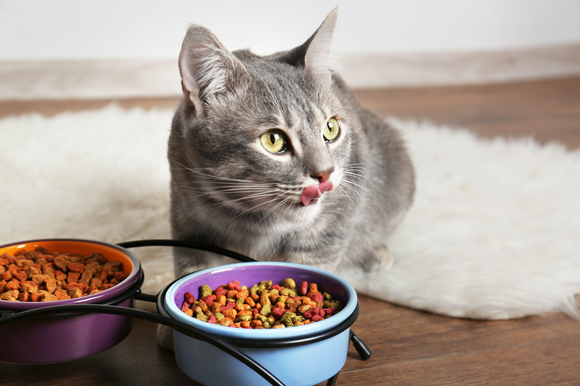 Wet or Dry Cat Food Pros And Cons For Different Lifestyles