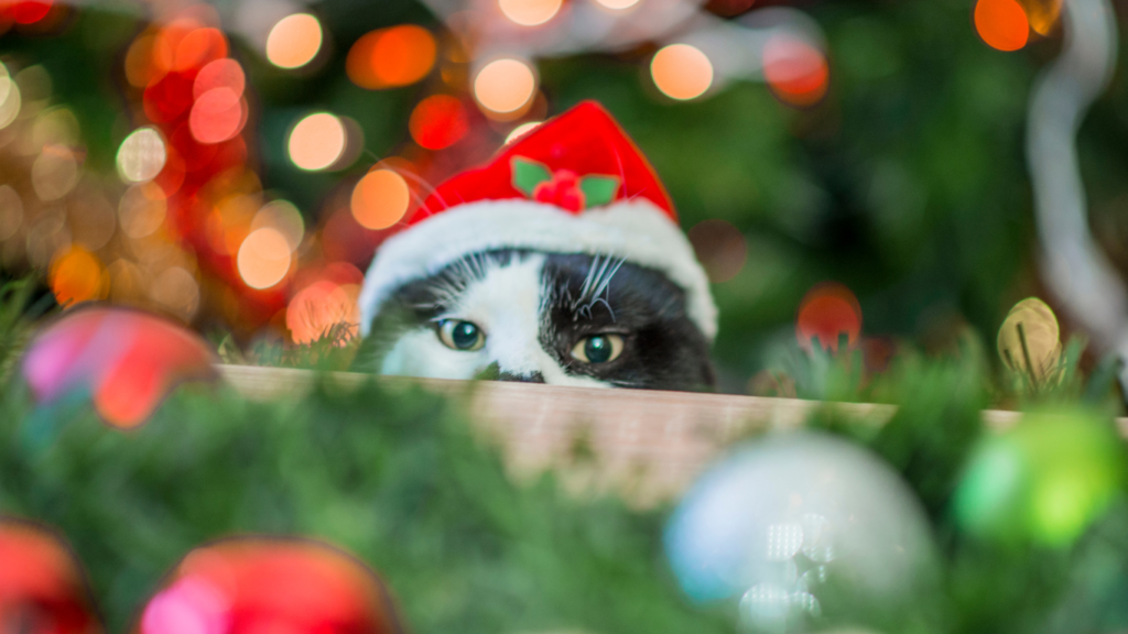 keeping pets safe during Christmas